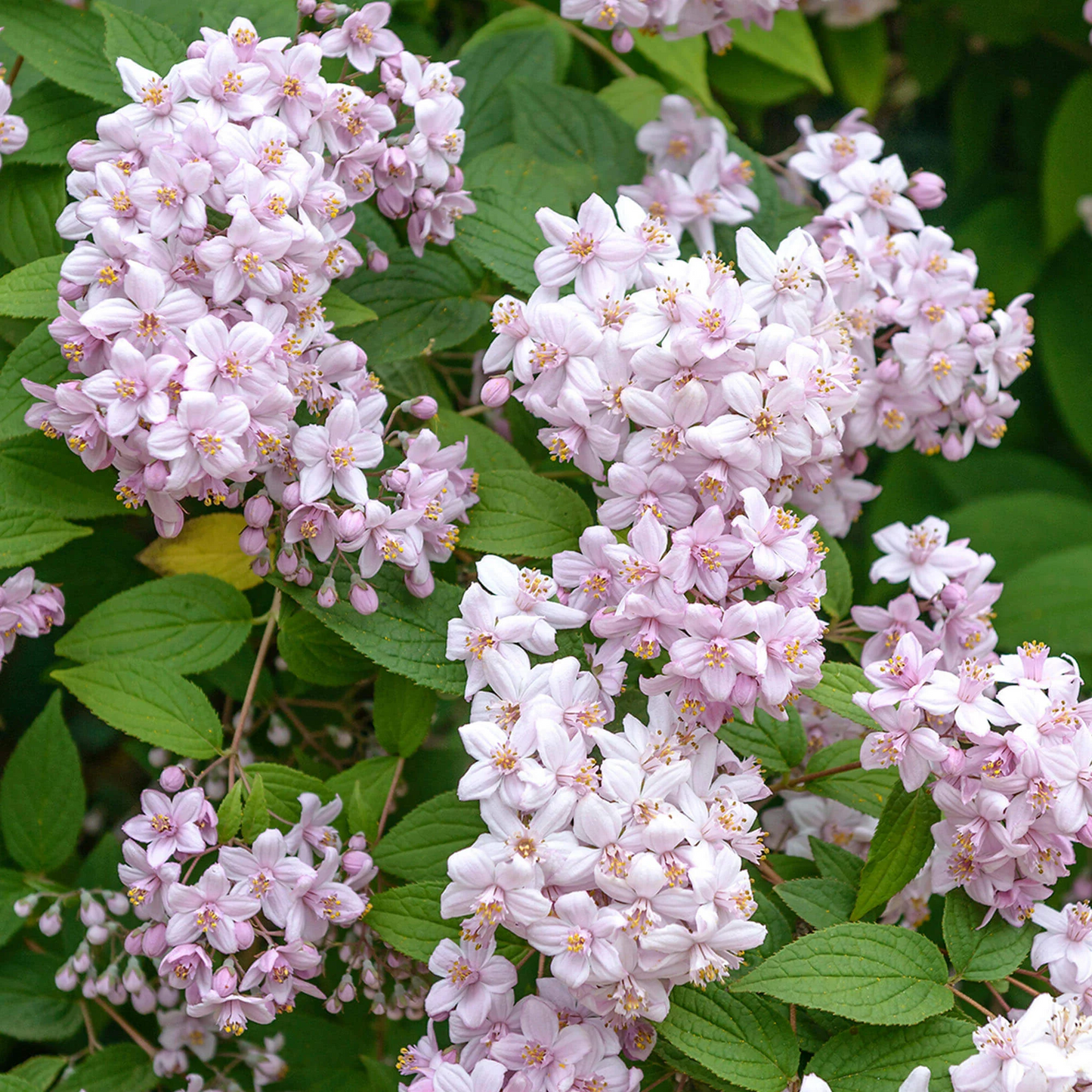 Deutzia hybrida ‘Mont Rose’ - Bruidsbloem