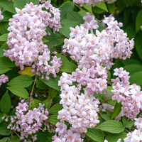 Deutzia hybrida ‘Mont Rose’ - Bruidsbloem