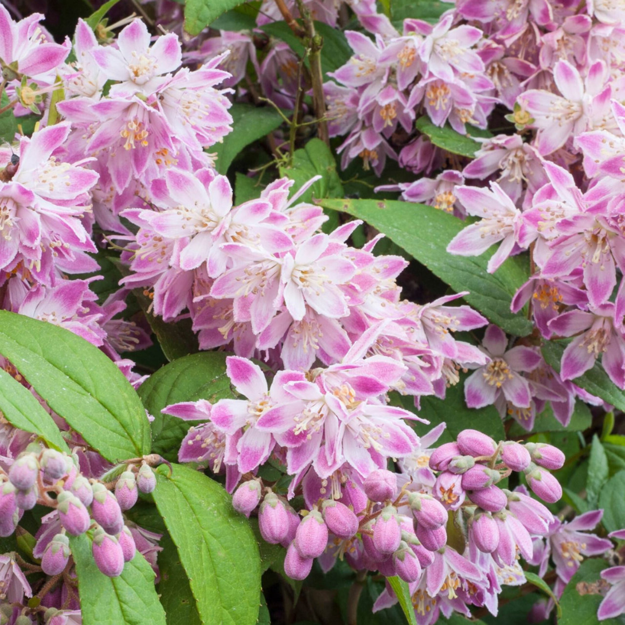 Deutzia hybrida ‘Strawberry Fields’ - Bruidsbloem