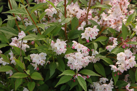 Deutzia purpurascens ‘Kalmiiflora’ - Bruidsbloem