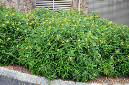 Diervilla sessilifolia 'Butterfly' - Boskamperfoelie