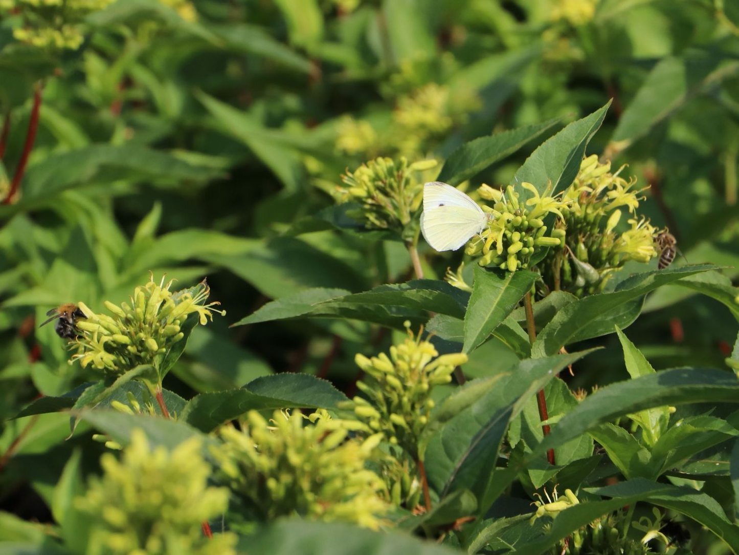 Diervilla sessilifolia 'Butterfly' - Boskamperfoelie