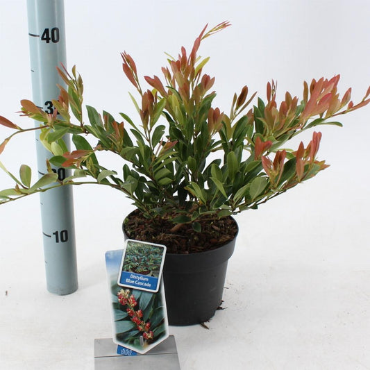 Distylium Blue Cascade