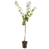 Prunus domestica R-Cl. d'Oullins - Gele pruim halfstam