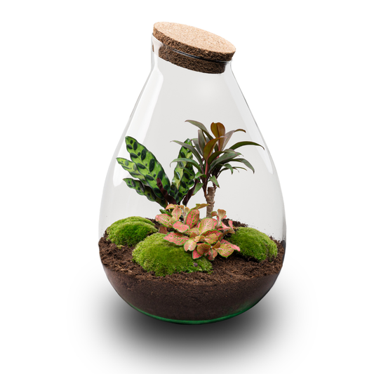 Een glazen terrarium met een kurkstop, gevuld met donkere aarde, groene mos, een patroonplant en een kleine rode plant. Perfect voor binnenruimte decoratie en plantenverzorging.