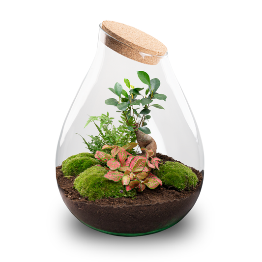 Comnox - Drop XXL Bonsai - Zelfbouw Terrarium Kit - Glazen Ecosysteem