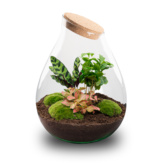Een glazen terrarium met houten dop, gevuld met groene mossen, succulente planten en donkere grond, staat op een houten tafel in een minimalistisch interieur. Perfect voor binnenlands decor en stijlvolle plantenverzorging.