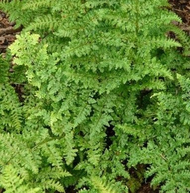 Dryopteris dilatata 'Lepidota Cristata' - Brede stekelvaren