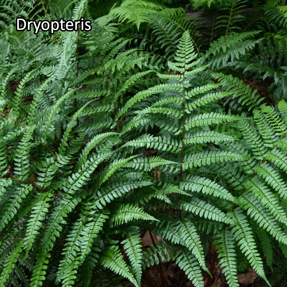 Borderpakket 'Schaduw' - 5m² - 50 planten