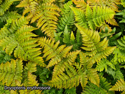 Borderpakket 'Japanse-stijl' - 5m² - 50 planten