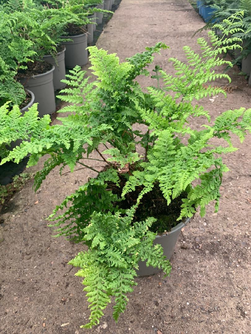 Dryopteris dilatata 'Crispa Whiteside' - Stekelvaren