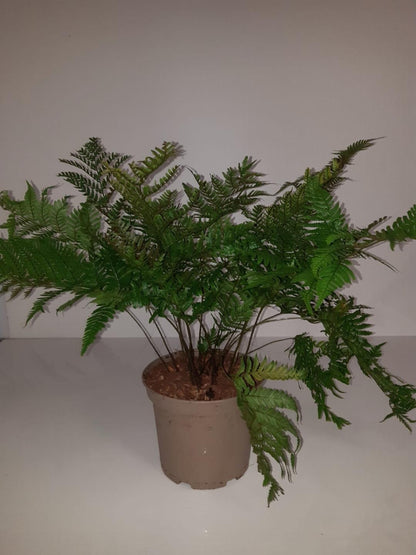 Dryopteris erythrosora - Herfstvaren