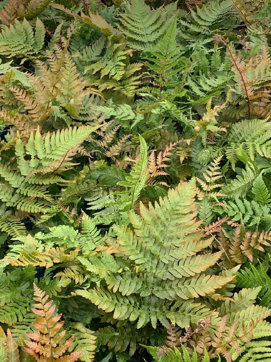 Dryopteris erythrosora - Herfstvaren