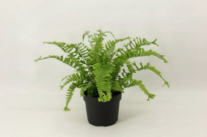 Dryopteris filix-mas 'The King'- Geschubde mannetjesvaren C2 Pot