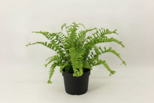 Een levendige, groene varenplant in een zwarte pot, met fijngevlochten bladeren die elegant uitstrekken. Perfect voor binnenruimtes als decoratie of als air-purifier.