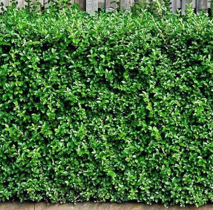 Ligustrum vulgare 'Lodense' - Dwergliguster blote wortel