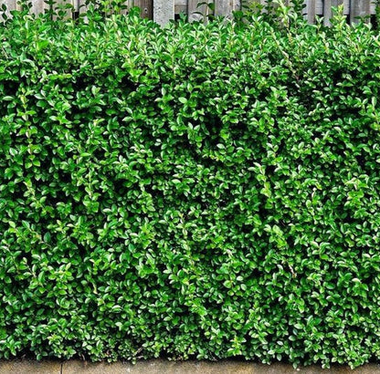 Ligustrum vulgare 'Lodense' - Dwergliguster blote wortel