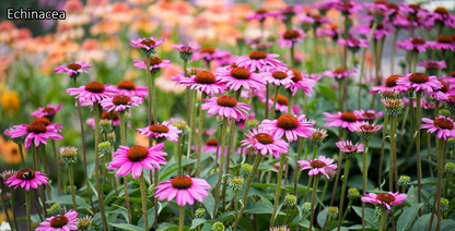 Borderpakket 'Zon & Droogte' - 5m² - 50 planten