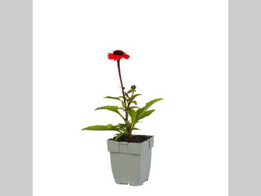 Vibrante oranje coneflowers met donkerbruine centra en lange stelen, bloeiend in een groene tuin. Perfect voor tuinieren en decoratie in de zomer.