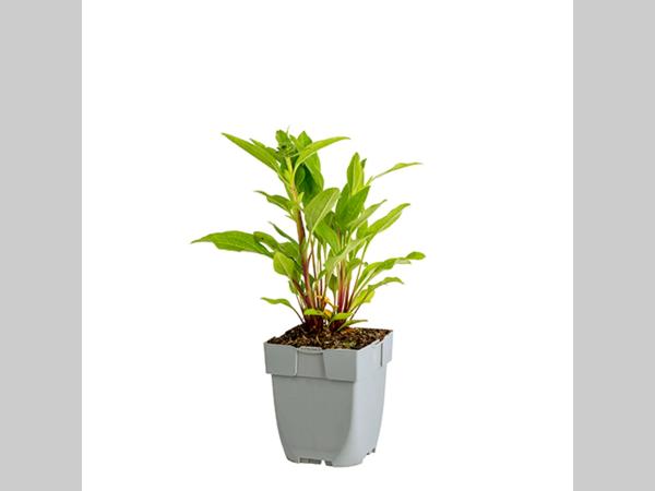 Echinacea 'Noortdeli' - Zonnehoed