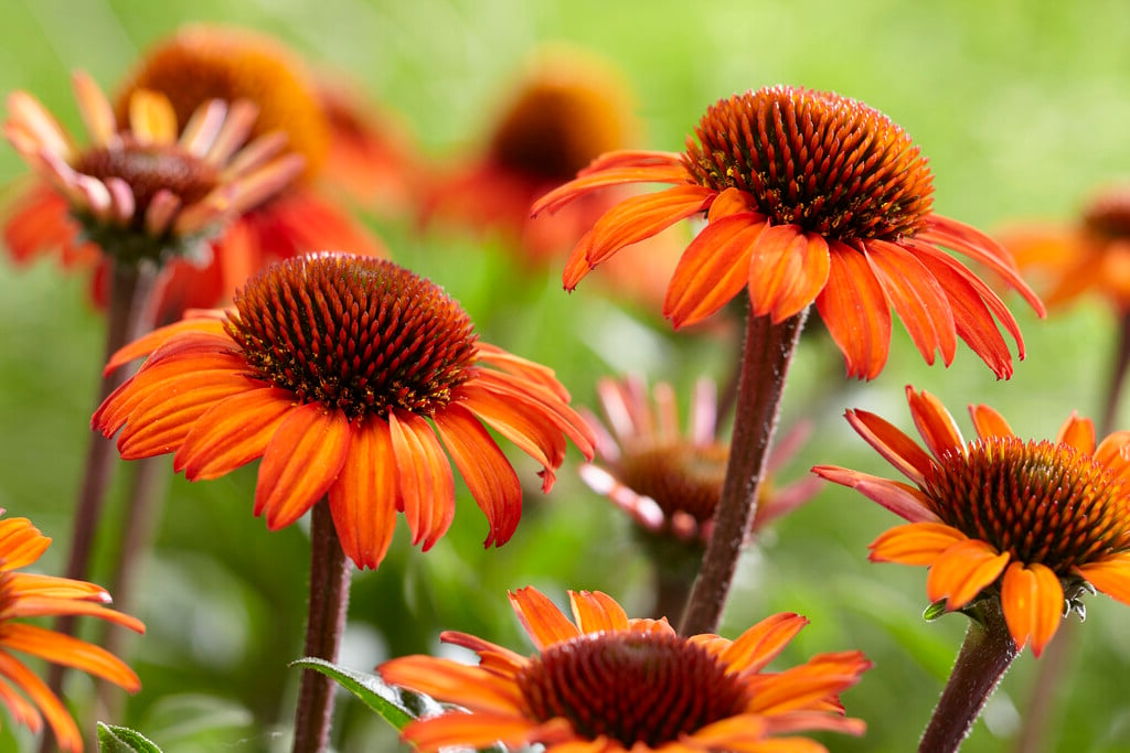 Echinacea ‘Apecssior’ - Zonnehoed