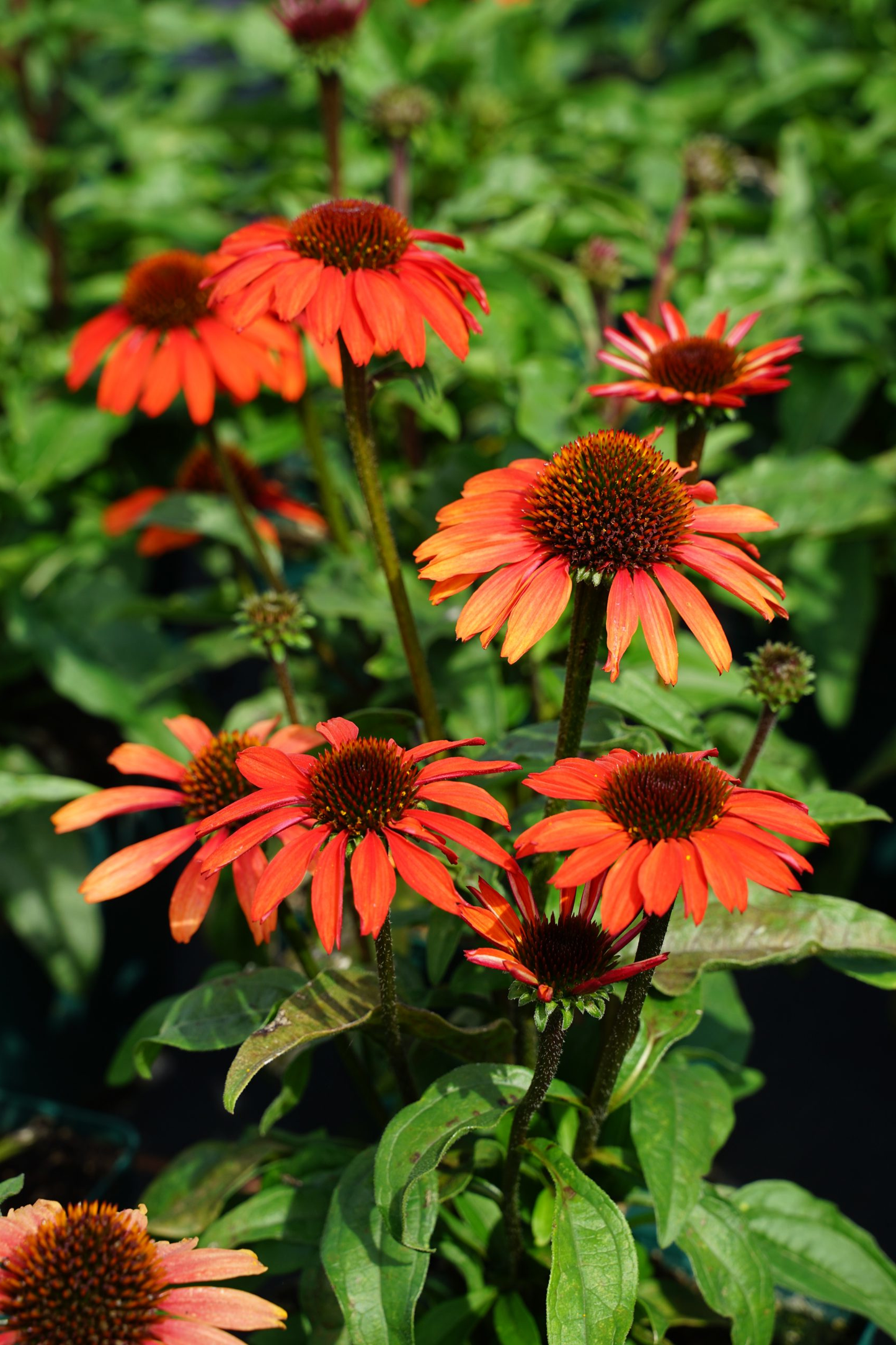 Echinacea ‘Apecssior’ - Zonnehoed