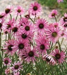 Echinacea purpurea 'Magnus' - Zonnehoed
