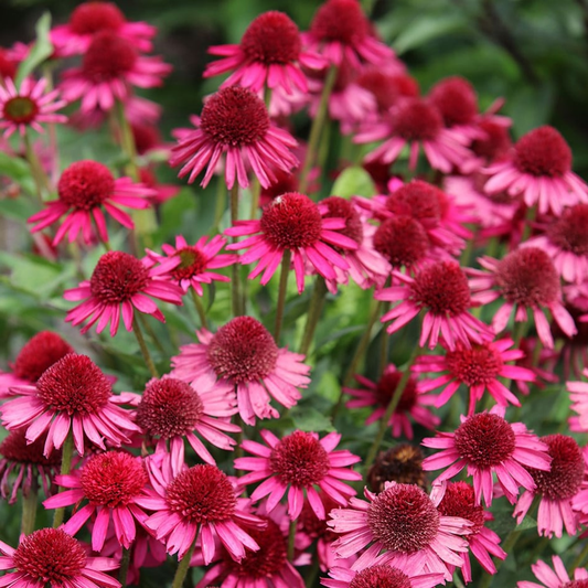 Echinacea 'Noortdeli' - Zonnehoed