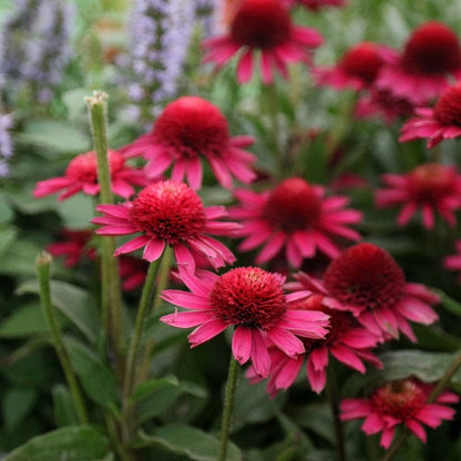 Echinacea 'Noortdeli' - Zonnehoed