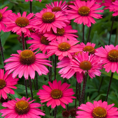 Echinacea 'Sensation Pink' - Zonnehoed