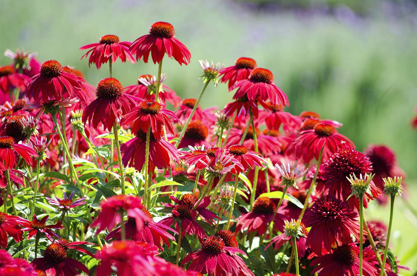 Echinacea ‘Sombrero Salsa Red’ – Zonnehoed