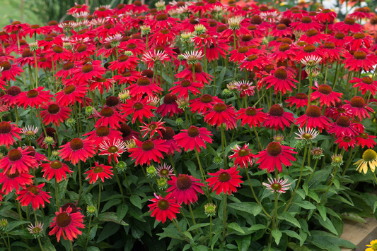 Vibrante rode coneflowers met witte randen bloeien in een dichte tuin, omringd door groene bladeren. Perfect voor tuinieren en decoratieve tuinontwerp.