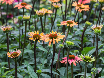 Echinacea 'Summer Cocktail' - Zonnehoed