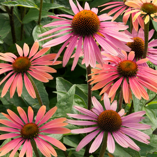 Echinacea 'Summer Cocktail' - Zonnehoed