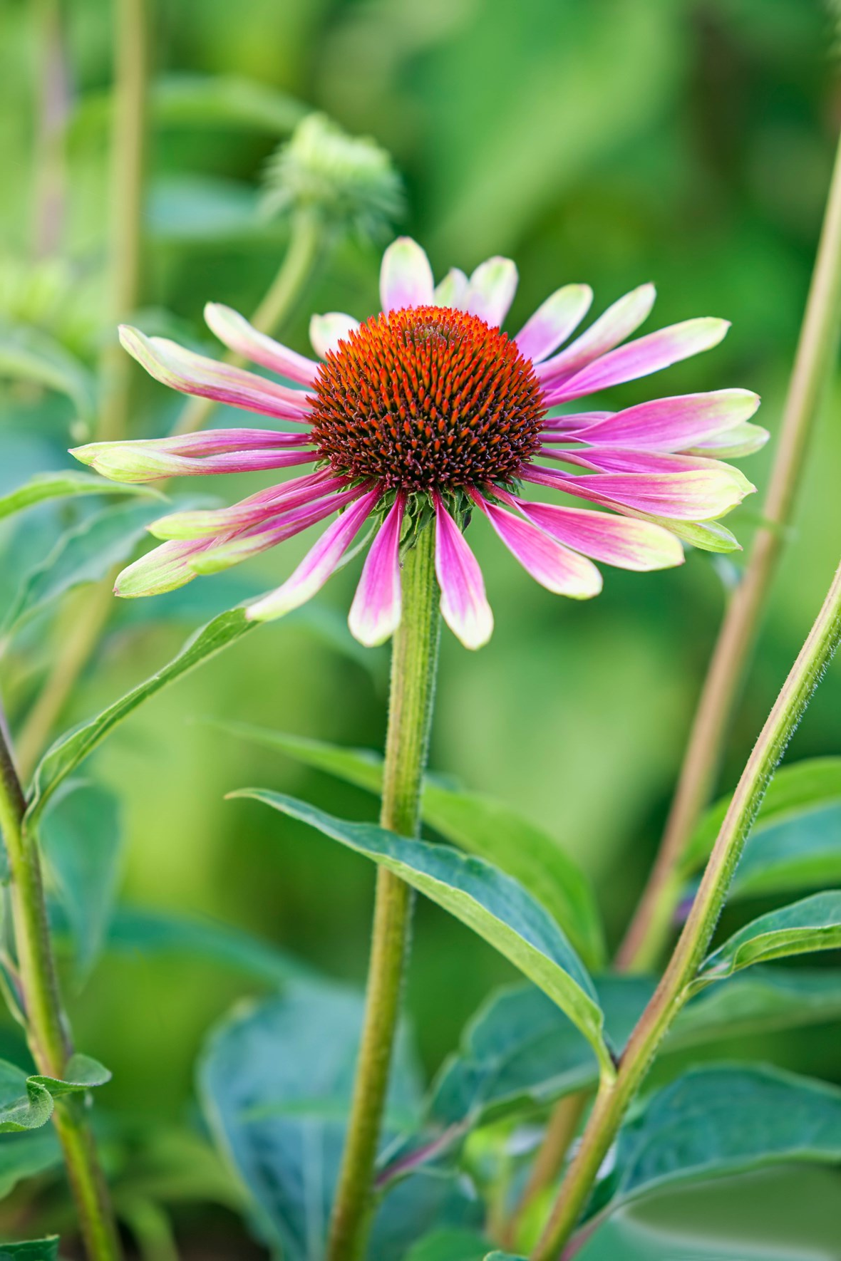 Echinacea purpurea 'Green Twister' - Zonnehoed