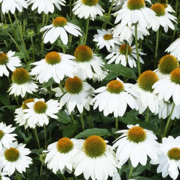 Echinacea purpurea 'Alba' - Zonnehoed