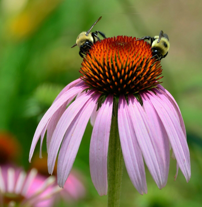 Echinacea pallida - Zonnehoed