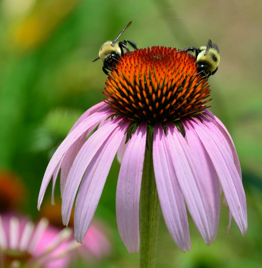 Echinacea pallida - Zonnehoed
