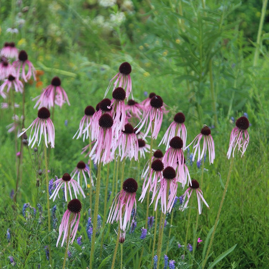Echinacea pallida - Zonnehoed