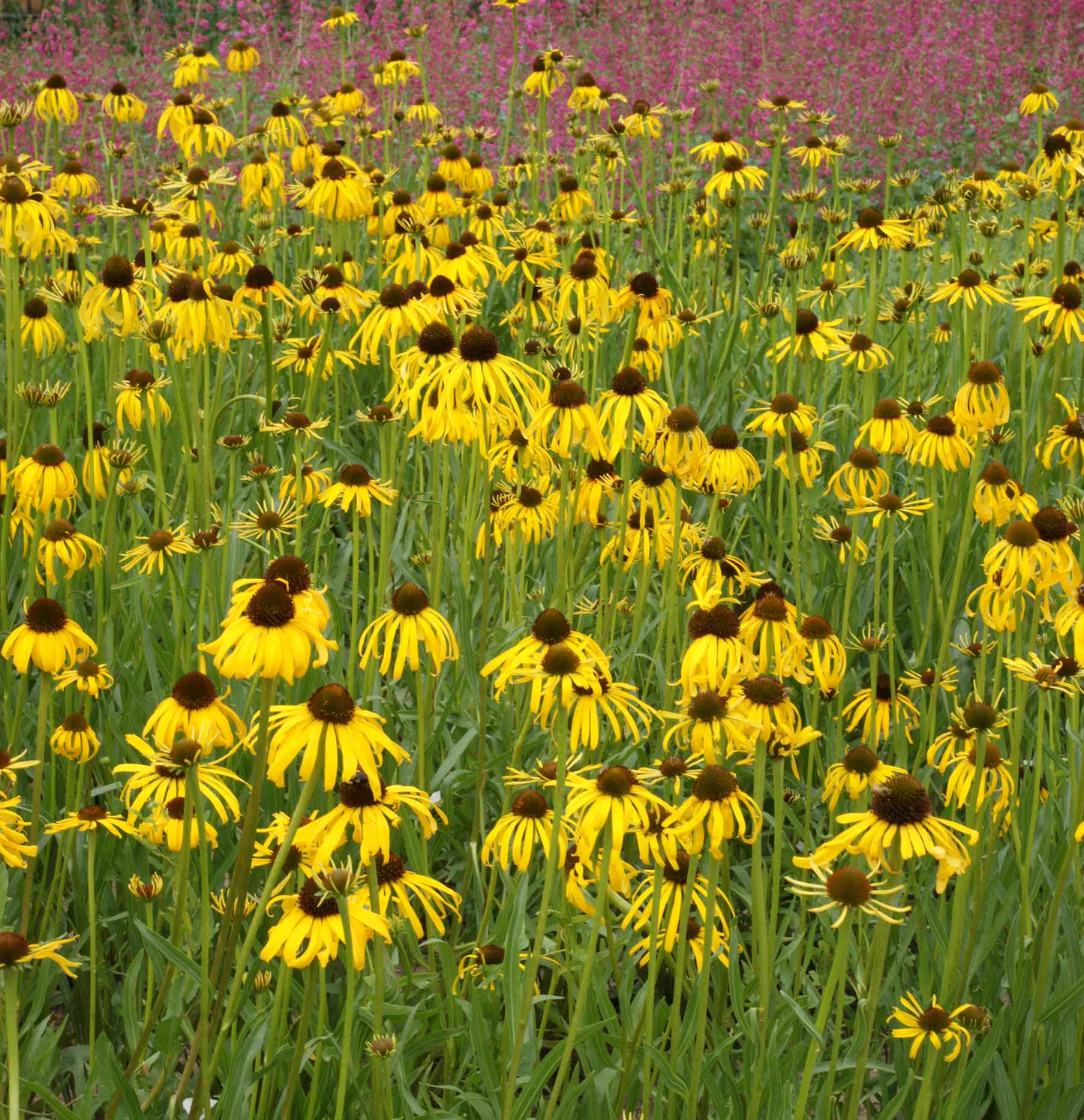Echinacea paradoxa - Zonnehoed