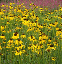 Echinacea paradoxa - Zonnehoed