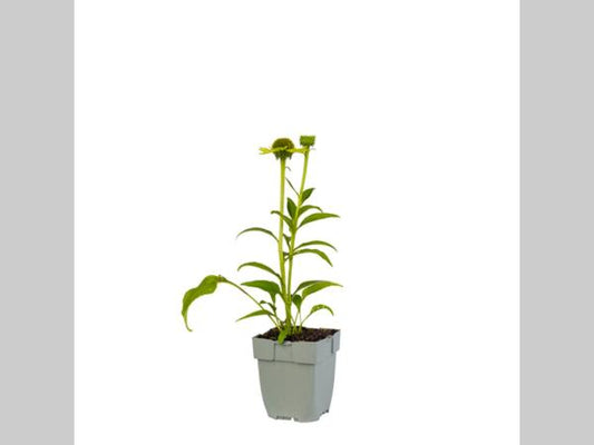 Groene zonnebloemen met donkere centra bloeien in een tuin, omringd door groen gras en een bakstenen muur. Perfect voor decoratieve tuinontwerp en natuurlijke tuinversiering.