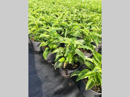 Echinacea purpurea 'Prairie Splendor Deep Rose' - Rode Zonnehoed