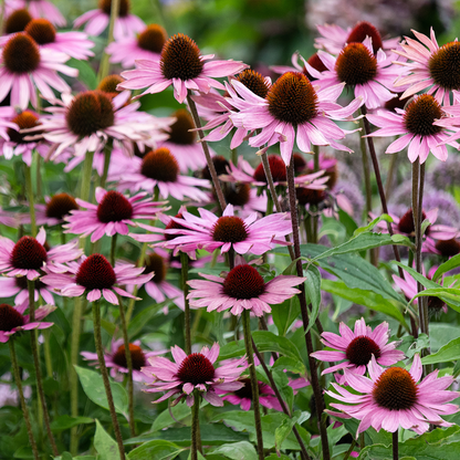 Echinacea purpurea 'Augustkönigin' - Zonnehoed