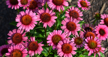 Echinacea purpurea 'Fatal Attraction' - Zonnehoed
