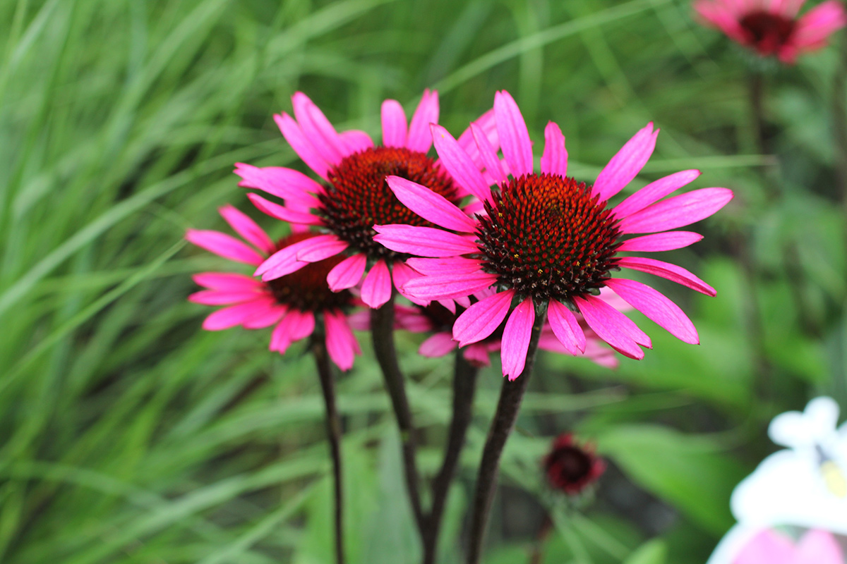 Echinacea purpurea 'Fatal Attraction' - Zonnehoed