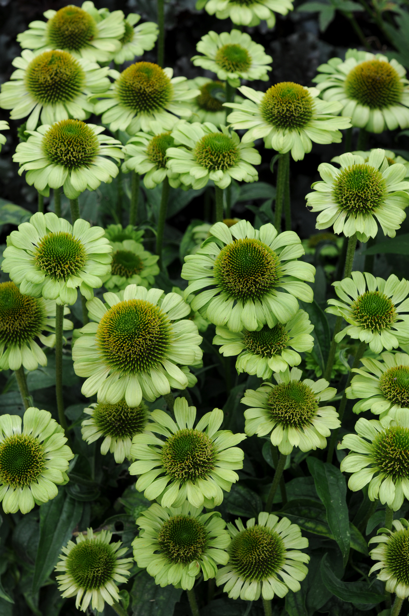 Echinacea purpurea 'Green Jewel' - Zonnehoed
