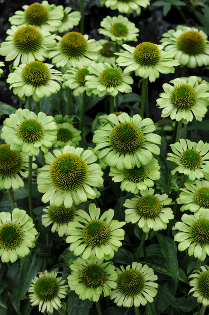 Echinacea purpurea 'Green Jewel' - Zonnehoed