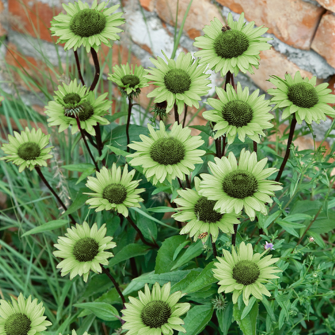 Echinacea purpurea 'Green Jewel' - Zonnehoed
