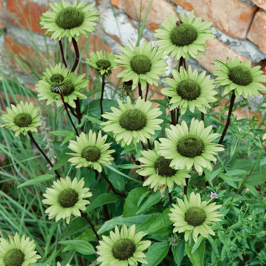 Echinacea purpurea 'Green Jewel' - Zonnehoed